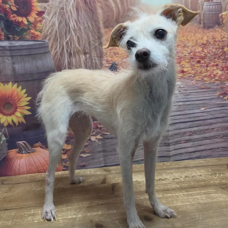 An adult small-sized female Chihuahua dog named Tinkerbelle for adoption in Normal, IL