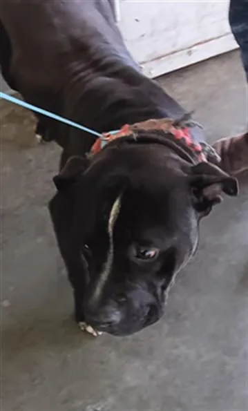 An adult large-sized male Pit Bull Terrier dog named Jumbo for adoption in Los Angeles, CA