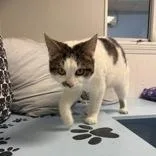 Pretty Boy thumbnail 3