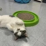 An adult medium-sized male Gray & White Domestic Short Hair cat named Pretty Boy for adoption in Xenia , OH