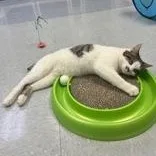 Pretty Boy thumbnail 4