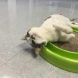 Pretty Boy thumbnail 5