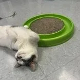 Pretty Boy thumbnail 6