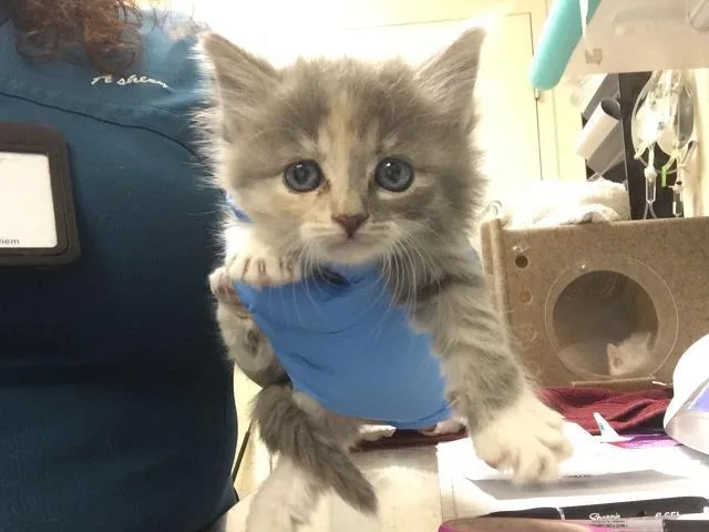 A baby small-sized female Domestic Short Hair cat named Ana for adoption in Riverside, CA