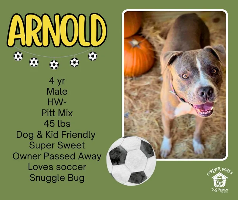 An adult medium-sized male Pit Bull Terrier dog named Arnold for adoption in Lumberton, TX