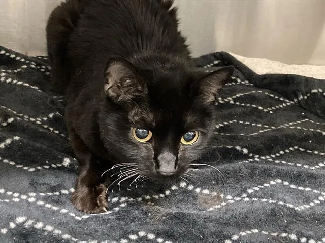 A young small-sized female Domestic Short Hair cat named Laureline for adoption in Tustin, CA
