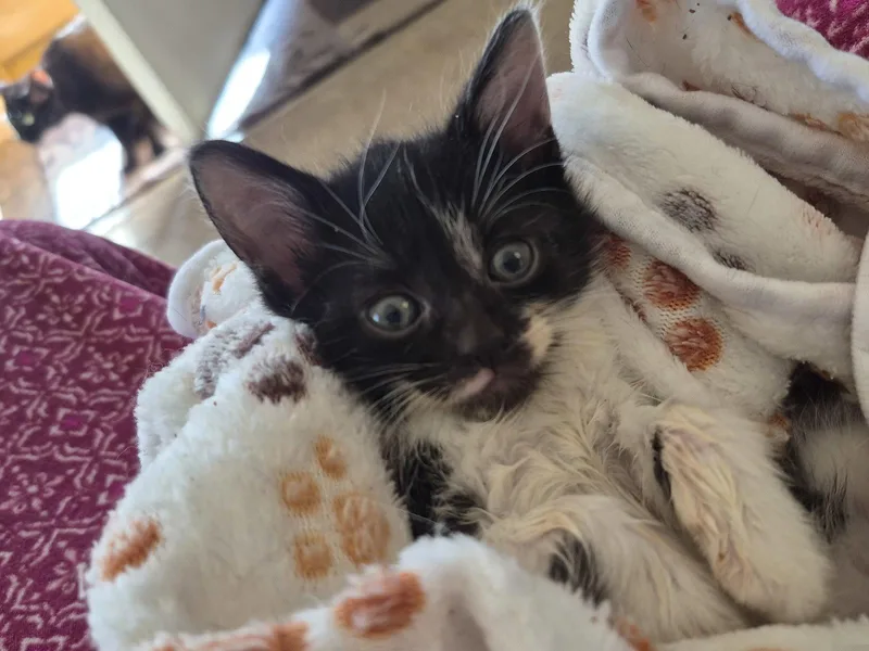 C Litter Cricket