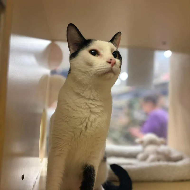 An adult small-sized male Black Domestic Short Hair cat named Ingles for adoption in Brevard, NC
