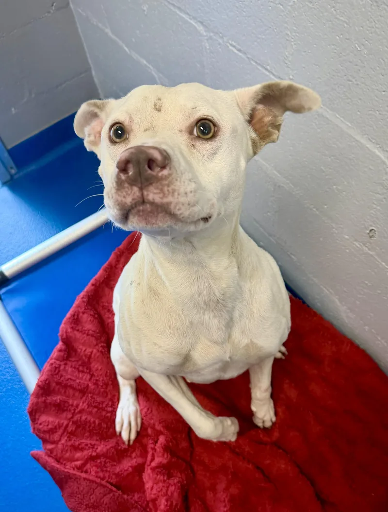 An adult medium-sized female White / Cream Terrier dog named Crystal for adoption in Lancaster, SC