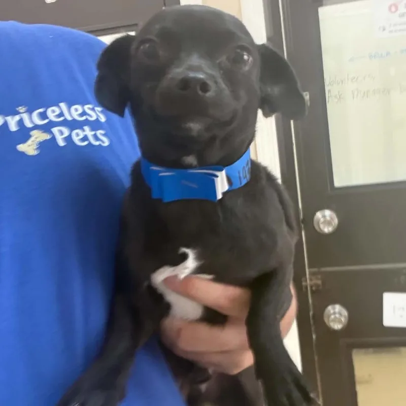 An adult small-sized male Black Chihuahua dog named Swaggy Chino Hills for adoption in Chino Hills, CA