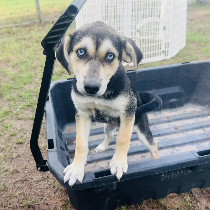 A baby medium-sized female Tricolor (Brown, Black, & White) Australian Shepherd dog named Ellie for adoption in Boulder, CO