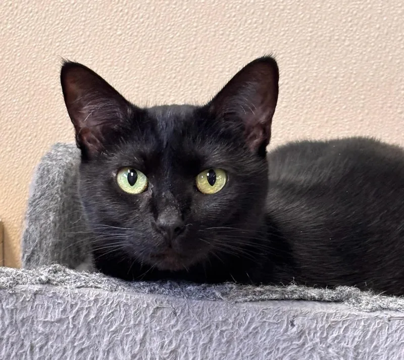 An adult medium-sized female Black Domestic Short Hair cat named Misty for adoption in Batavia, NY
