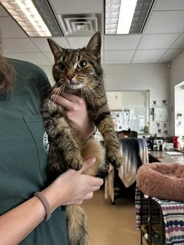 An adult medium-sized female Tabby (Brown / Chocolate) Domestic Short Hair cat named Angela for adoption in Chambersburg, PA