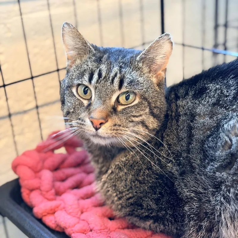 An adult small-sized male Brown / Chocolate Domestic Short Hair cat named Frank for adoption in Huntington, WV