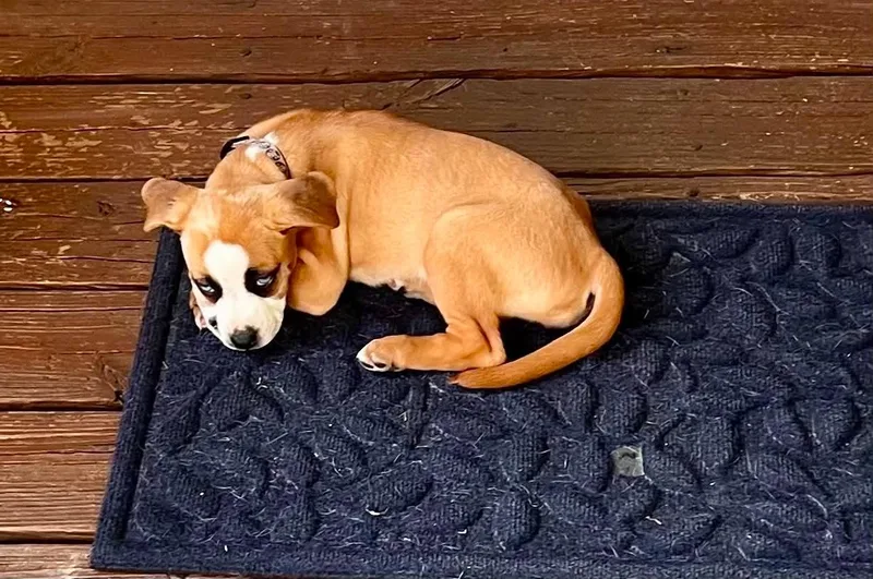 A baby medium-sized female Mixed Breed dog named Zoey for adoption in Monona, WI