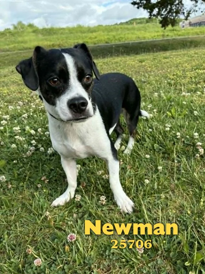 Newman