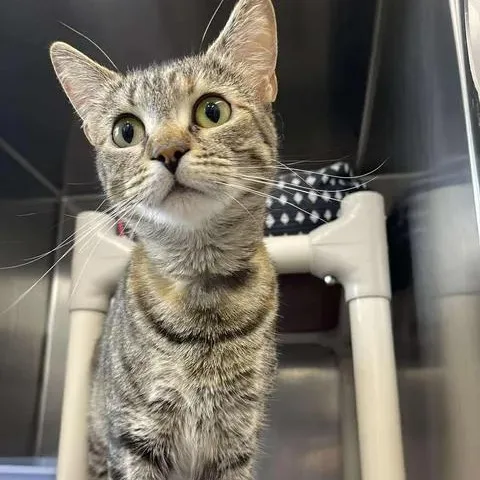 An adult medium-sized female Tabby (Buff / Tan / Fawn) Domestic Short Hair cat named Astrid for adoption in Winthrop, ME