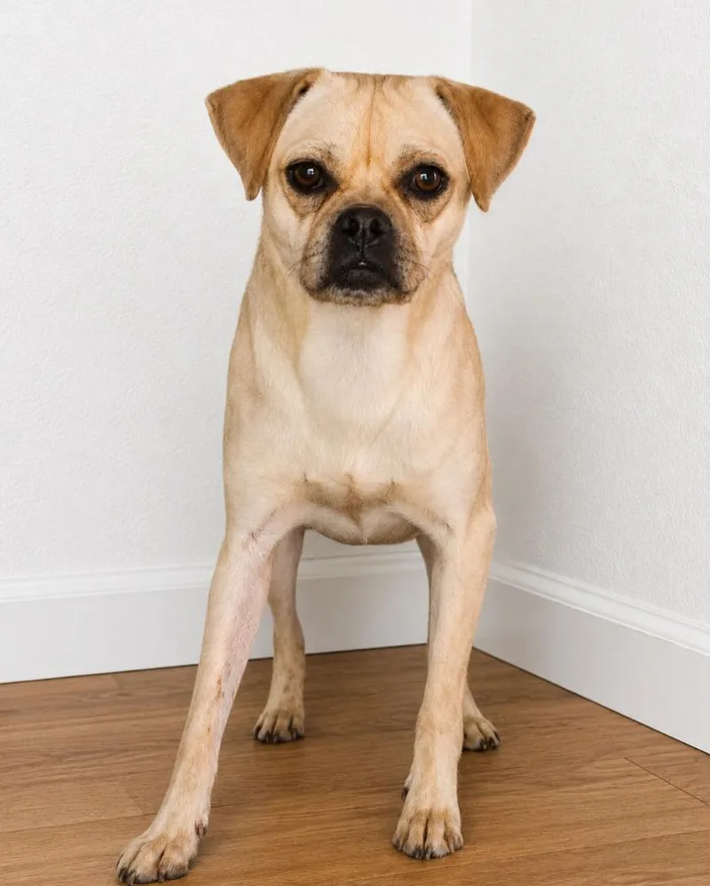 A young small-sized female Pug dog named Lolabeth for adoption in Fort Stockton, TX