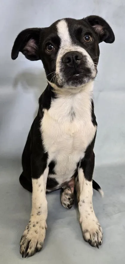 A baby medium-sized male Boston Terrier dog named James for adoption in Morton Grove, IL