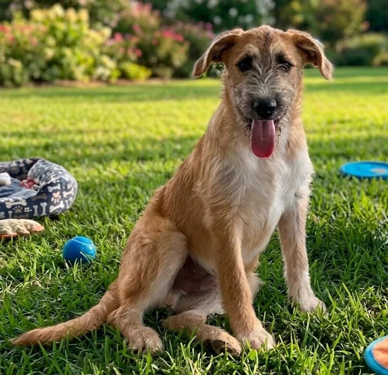 A baby medium-sized male Irish Terrier dog named Munch for adoption in North Prairie, WI