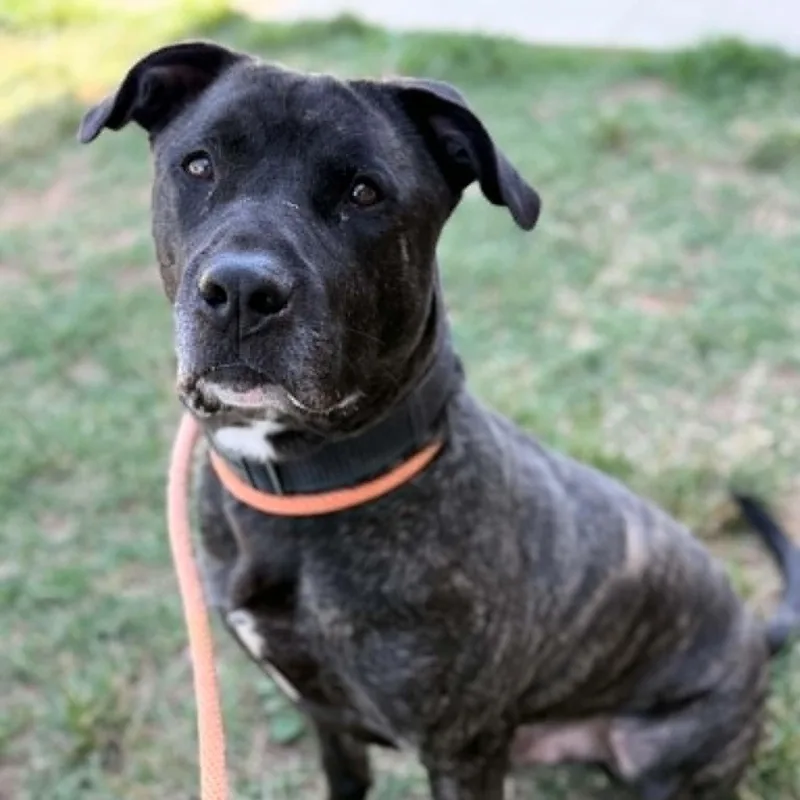An adult medium-sized male Brindle Pit Bull Terrier dog named Severus for adoption in Fredericksburg, VA
