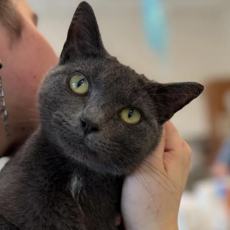 An adult medium-sized female Gray / Blue / Silver Domestic Short Hair cat named Betti Spaghetti for adoption in Gloucester, VA