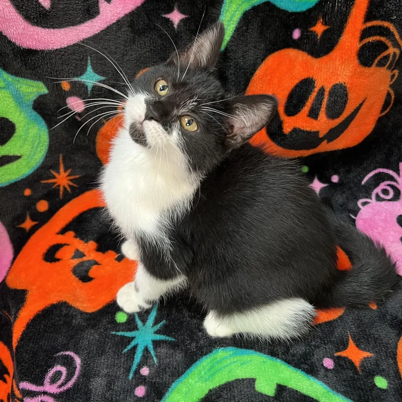 A baby medium-sized female Black & White / Tuxedo Domestic Short Hair cat named Boo for adoption in Fairmont, MN