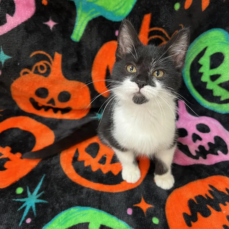 Boo thumbnail 2