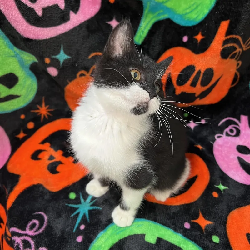 Boo thumbnail 6