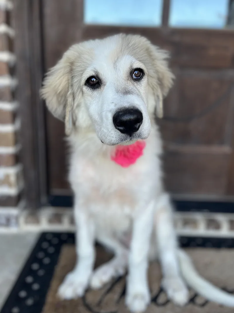 Livvy