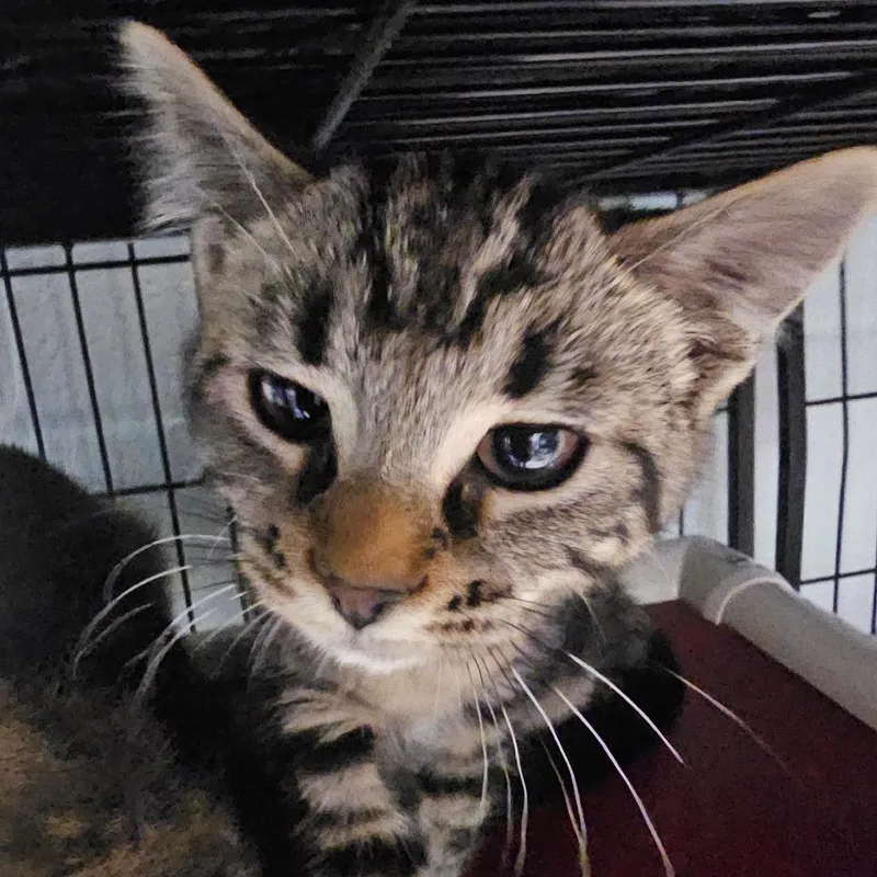 A baby small-sized female Gray / Blue / Silver Domestic Short Hair cat named Clementine for adoption in Columbus, NC
