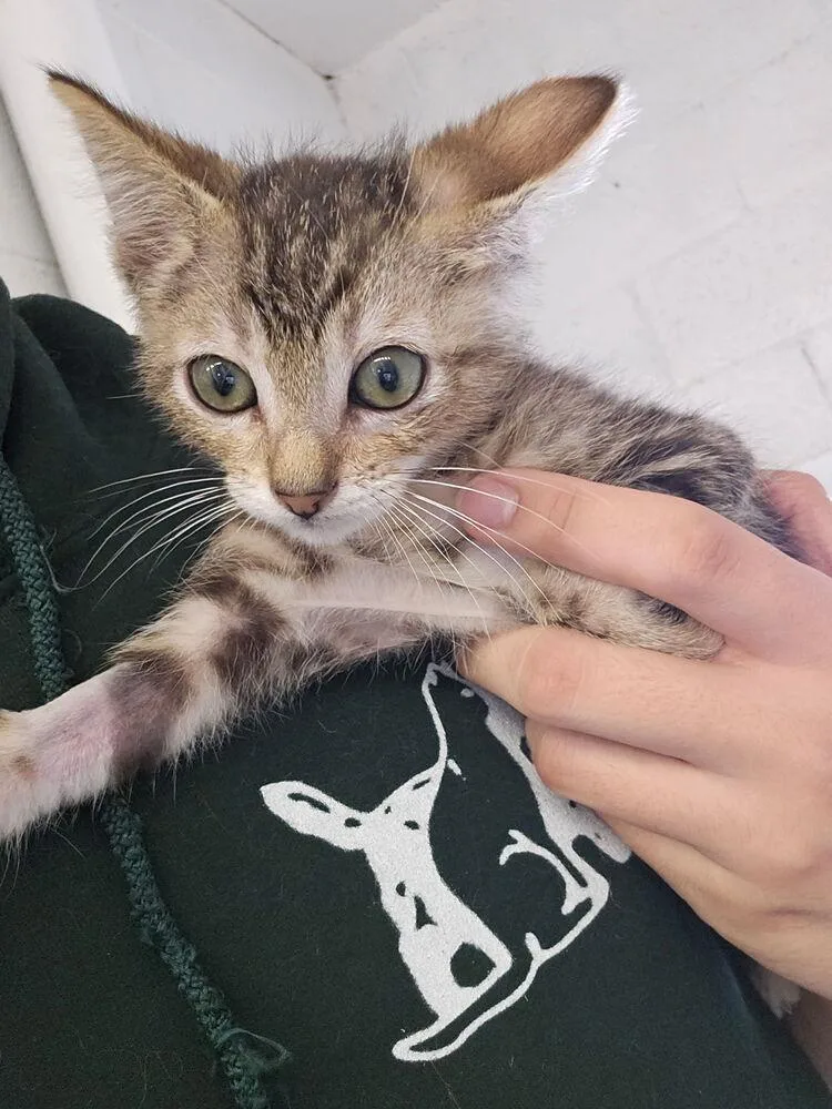 A baby small-sized male Tabby (Brown / Chocolate) Domestic Short Hair cat named Edgar for adoption in Ontario, CA