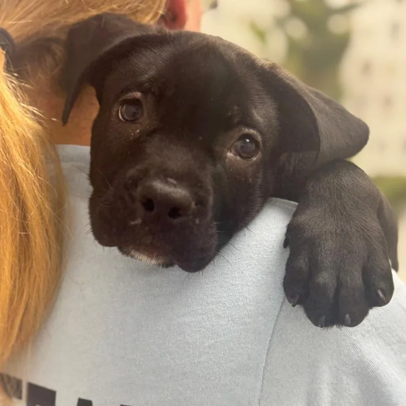 A baby small-sized male Black Mixed Breed dog named Stitch for adoption in Chesapeake, VA