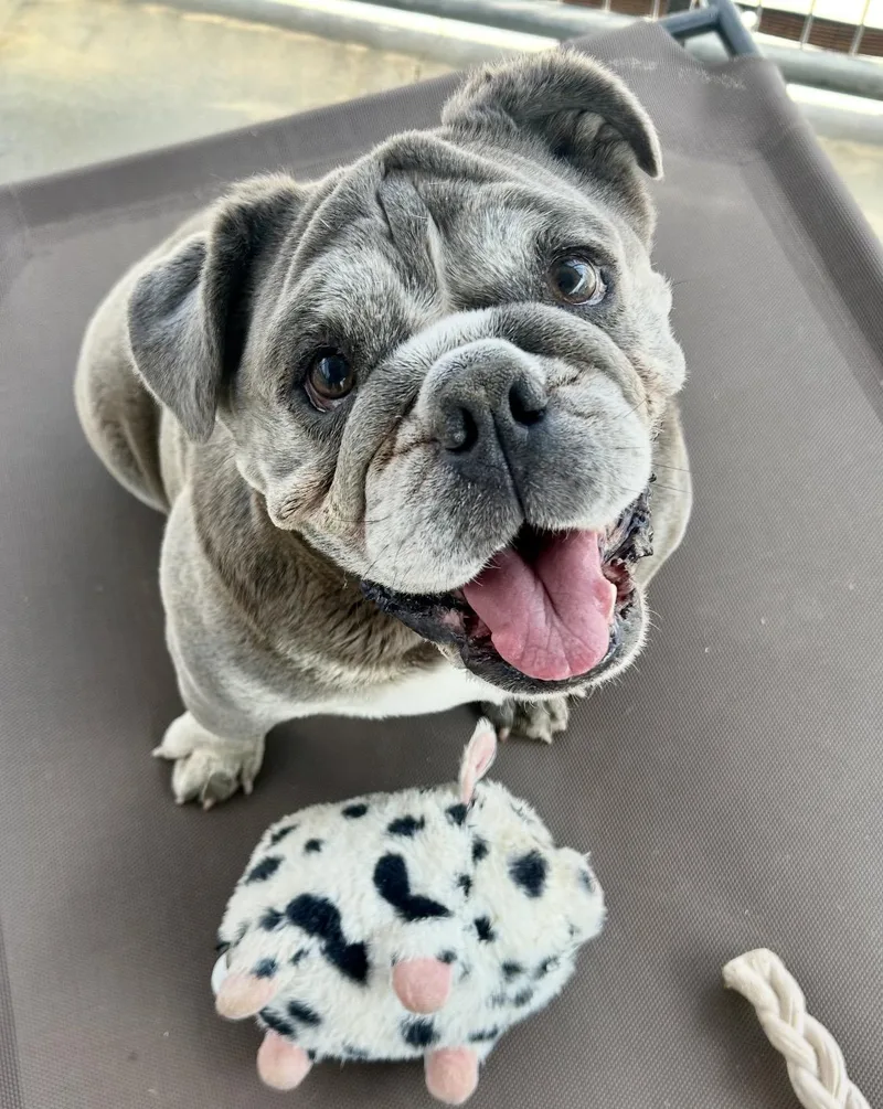 An adult medium-sized female Gray / Blue / Silver American Bulldog dog named Big Mama for adoption in Littlerock, CA