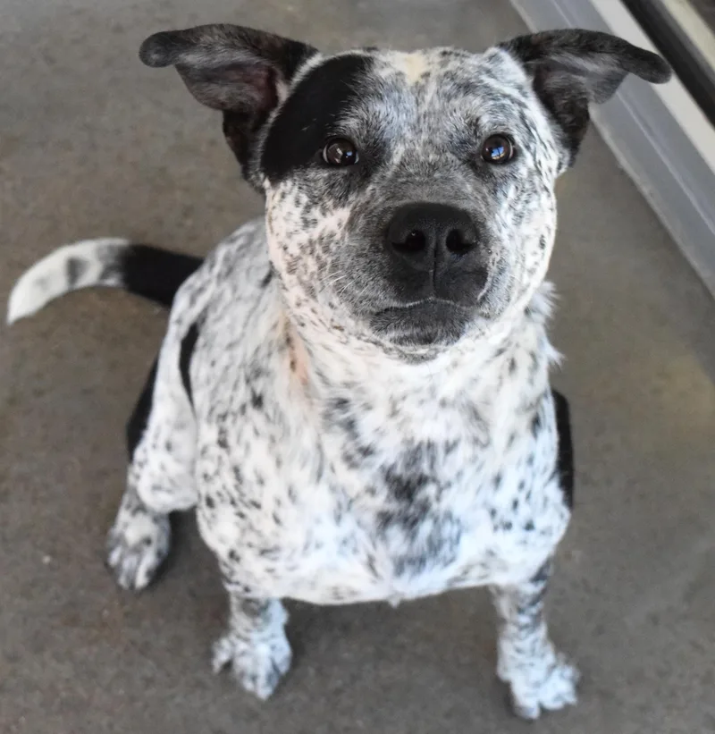 An adult medium-sized male Australian Cattle Dog / Blue Heeler dog named "woody" for adoption in Broken Arrow, OK
