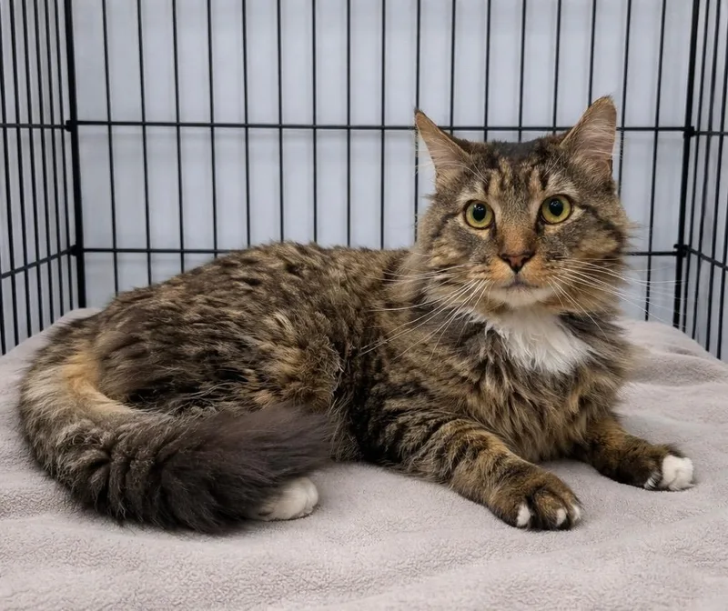 An adult large-sized male Domestic Long Hair cat named Paddington for adoption in Ewing, NJ