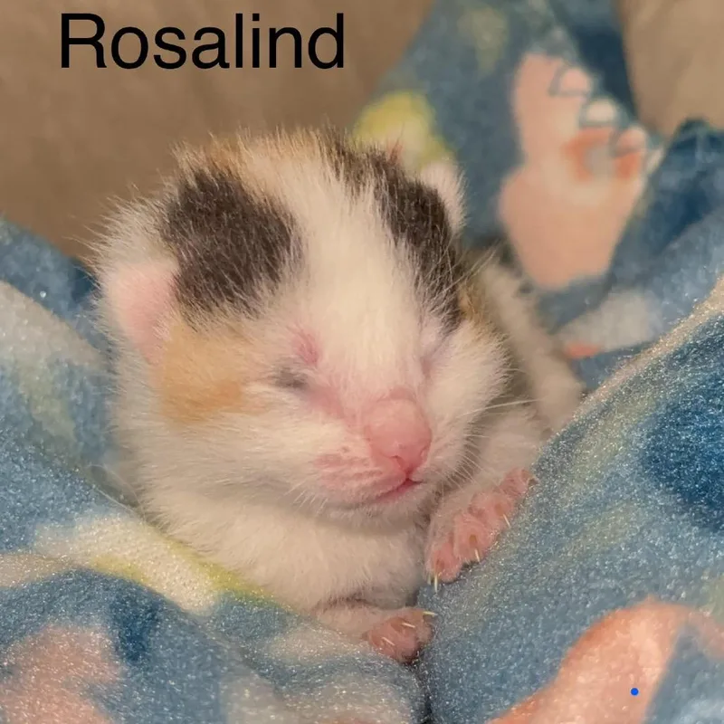 Rosalind C thumbnail 3