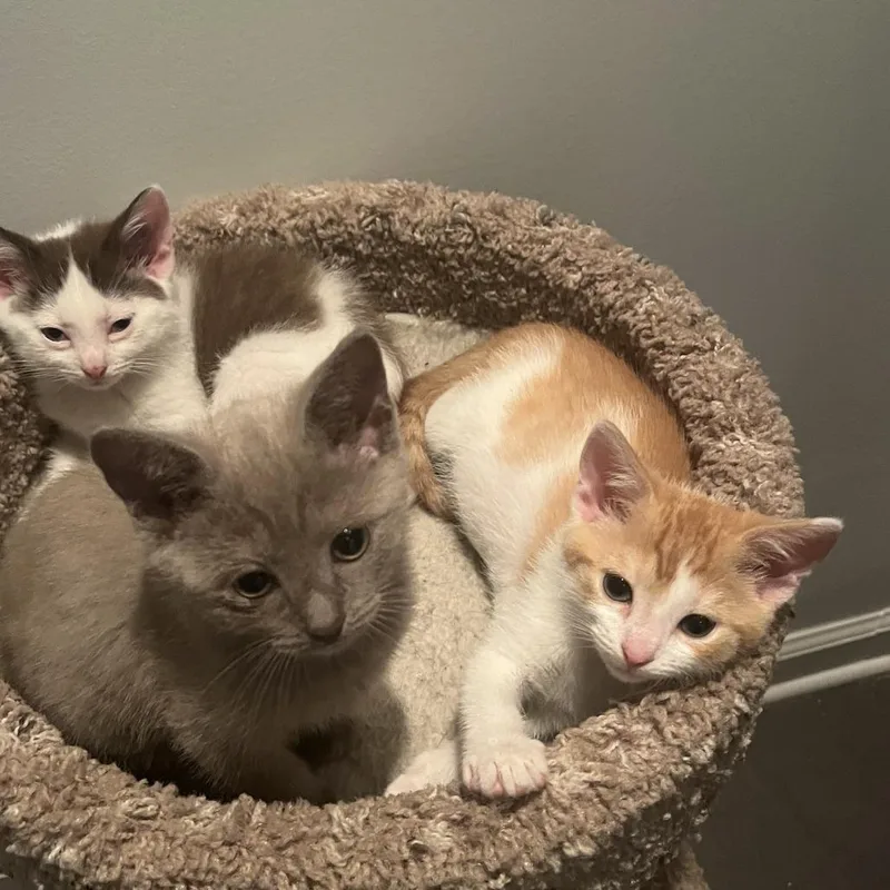 A baby small-sized male Orange / Red Domestic Short Hair cat named Joby for adoption in Fairfax Station, VA