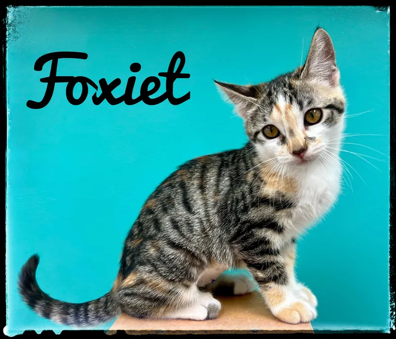 A baby small-sized female Domestic Short Hair cat named Foxiet for adoption in El Cajon, CA