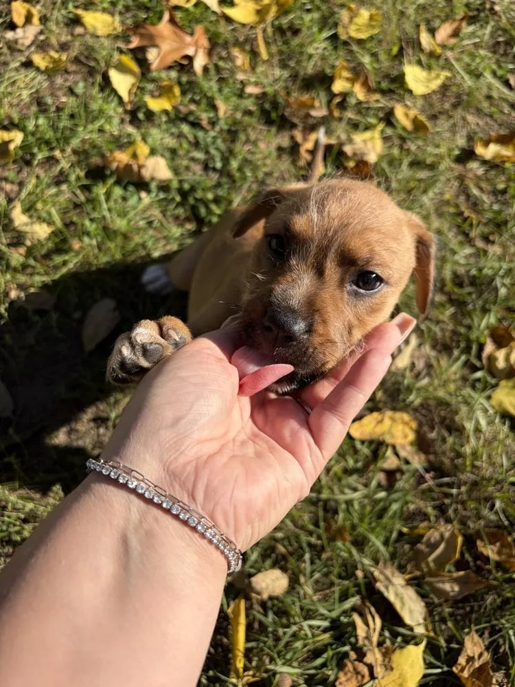 A baby small-sized male Tricolor (Brown, Black, & White) Terrier dog named Max for adoption in Plymouth, MI