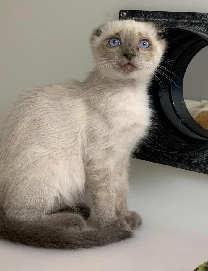 A young medium-sized male Seal Point Scottish Fold cat named Callum for adoption in Hollister, CA