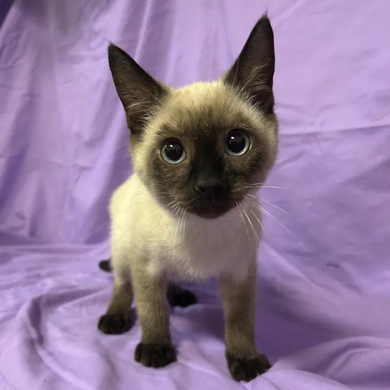 A baby small-sized male White Siamese cat named Ice Cream for adoption in Coos Bay, OR