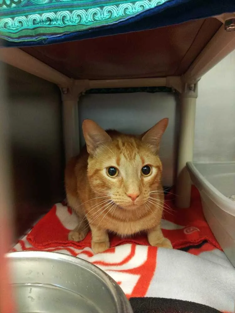 An adult medium-sized male Tabby (Orange / Red) Domestic Short Hair cat named Haymitch for adoption in Bowling Green, OH