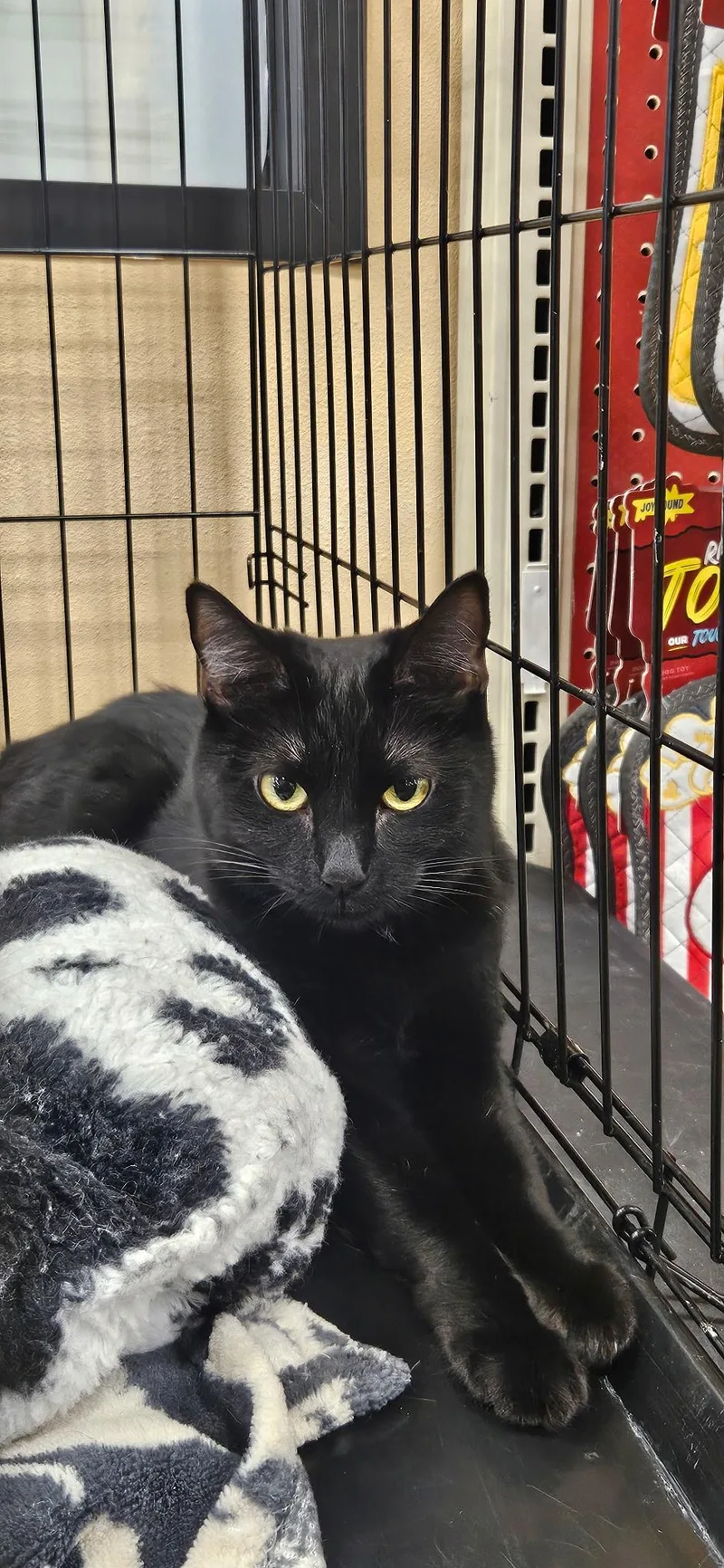 An adult medium-sized female Black Domestic Short Hair cat named Gigi for adoption in Santa Ana, CA