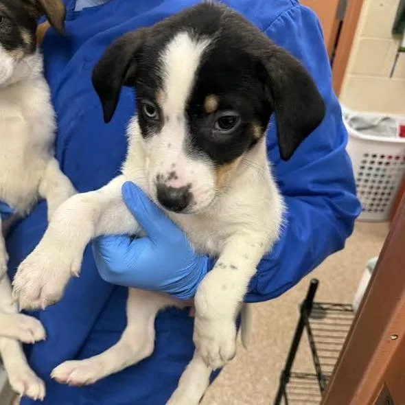 A baby small-sized female White / Cream German Shepherd Dog named Cobweb for adoption in Springfield, MA