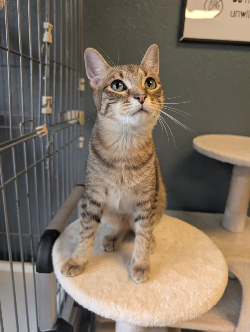 A baby medium-sized female Tabby (Brown / Chocolate) Domestic Short Hair cat named Ophelia for adoption in Palm Harbor, FL