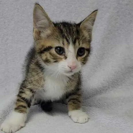 A baby medium-sized female Tabby (Brown / Chocolate) Domestic Short Hair cat named Yoshi Valley for adoption in Valdosta, GA