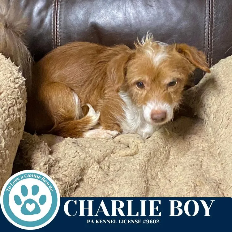 Charlie Boy thumbnail 2