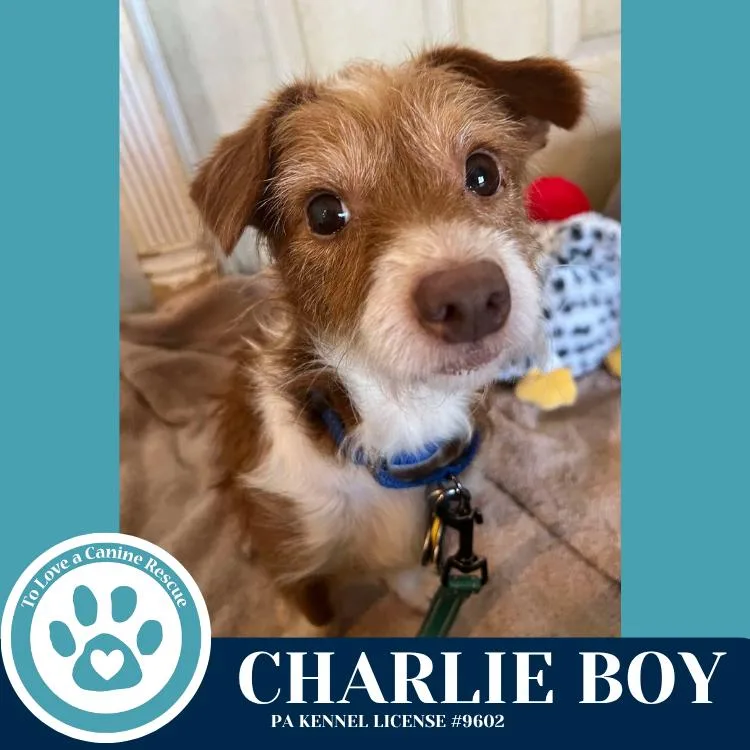 Charlie Boy thumbnail 3