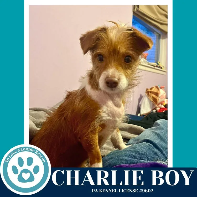 Charlie Boy thumbnail 4